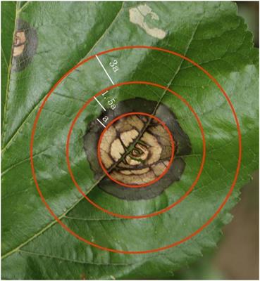 Integrating transcriptomics and metabolomics to analyze the defense response of Morus notabilis to mulberry ring rot disease